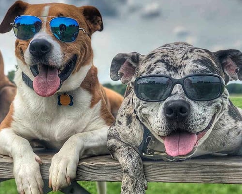 dogs with shade