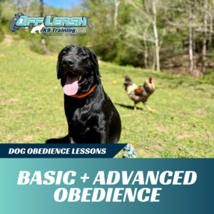 basic-advanced-obedience-lessons-west-virginia