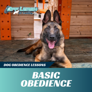 basic-obedience-lessons-west-virginia