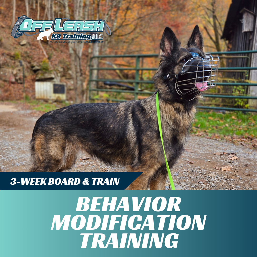 behavior-modification-board-and-train-west-virginia