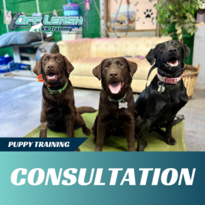 puppy-consultation-west-virginia
