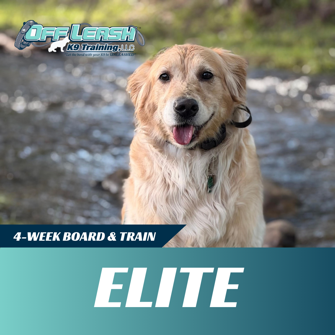elite-board-and-train-west-virginia