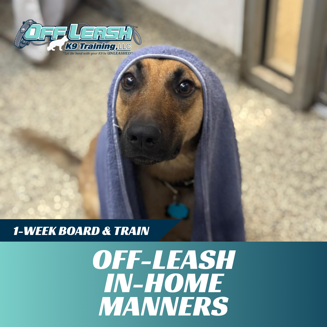 off-leash-in-home-board-and-train-west-virginia