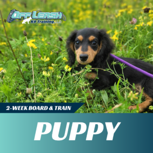 puppy-board-and-train-west-virginia