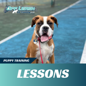 puppy-training-lessons-west-virginia