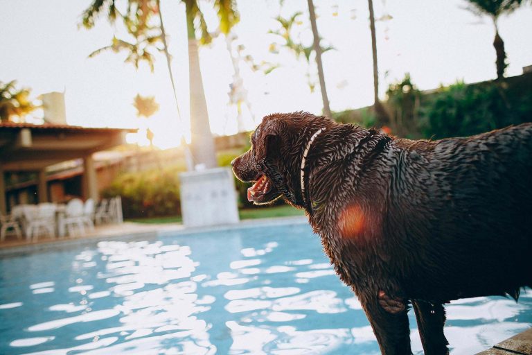 How to Train Calmness Around Water: Pools, Lakes, and Beaches