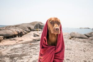 Beat the Heat: Signs of Overheating and How to Prevent It