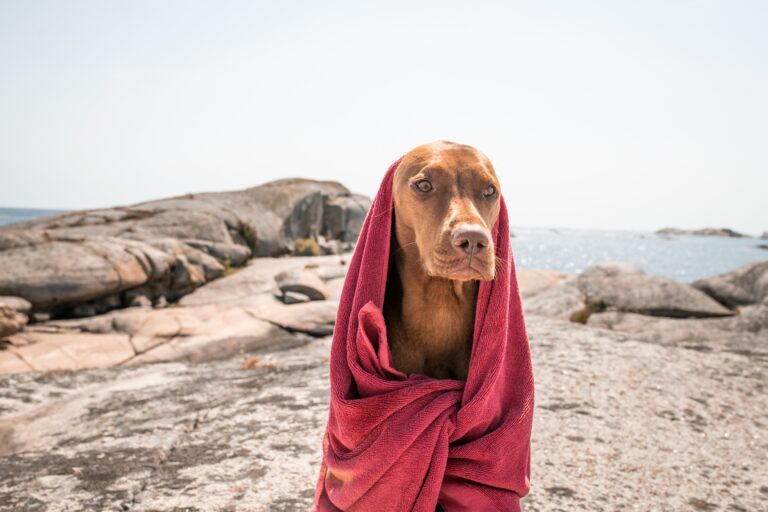 Beat the Heat: Signs of Overheating and How to Prevent It