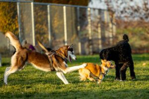 Keep your dog active when it's too hot.