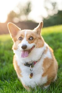 Backyard Safety for Dogs: BBQs, Kids, and Distractions