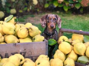 Summer Foods for Dogs
