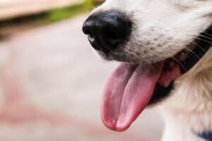 Keep your dog active when it's too hot.