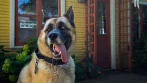 Backyard Safety for Dogs: BBQs, Kids, and Distractions