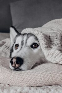 Preparing Your Dog for Back-to-School Schedule Changes 