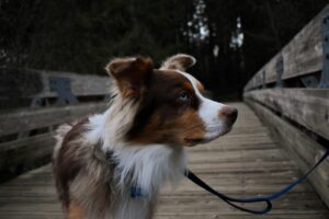 Mastering Loose Leash Walking Before Fall Adventures Begin