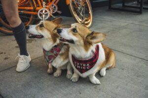 Socialization 101: Proven Confidence Boost for Dogs