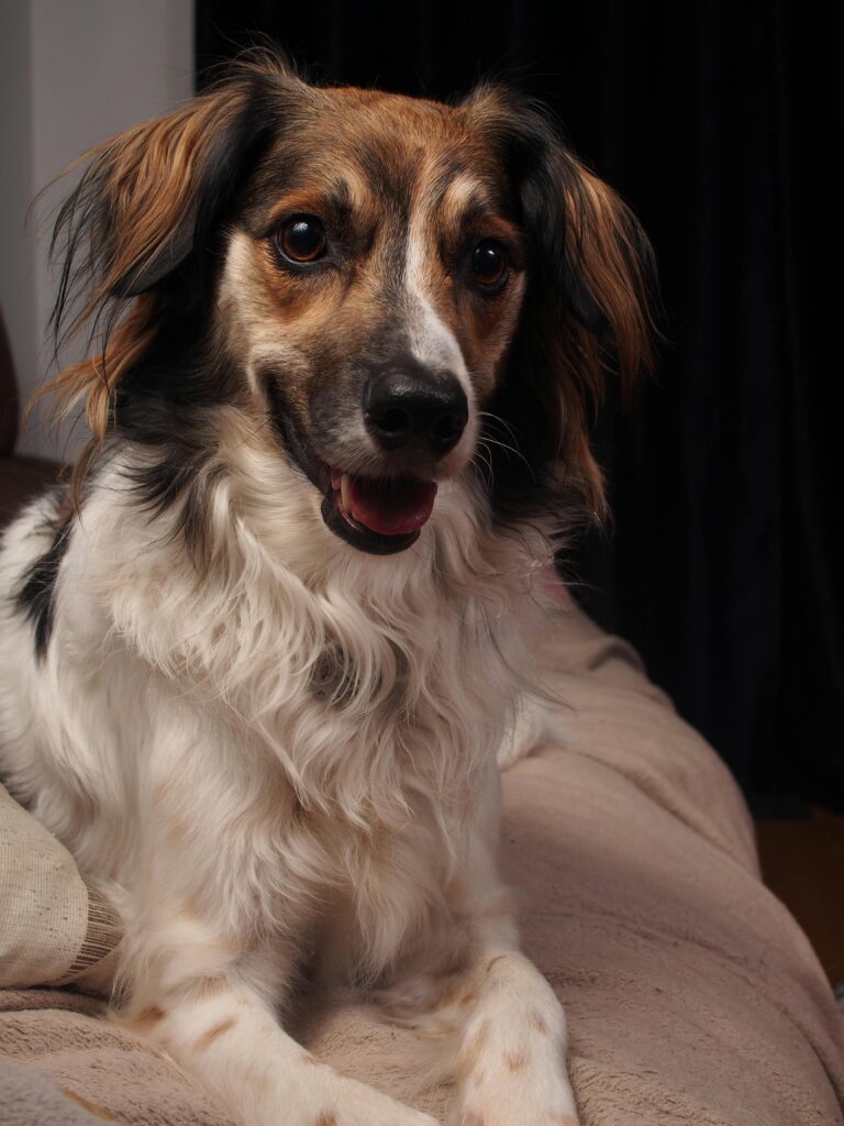 Busy Dog Owners: Proven Ways to Reinforce Training