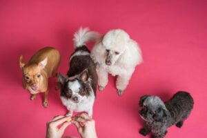 Obedience Training: A Powerful Lifelong Journey