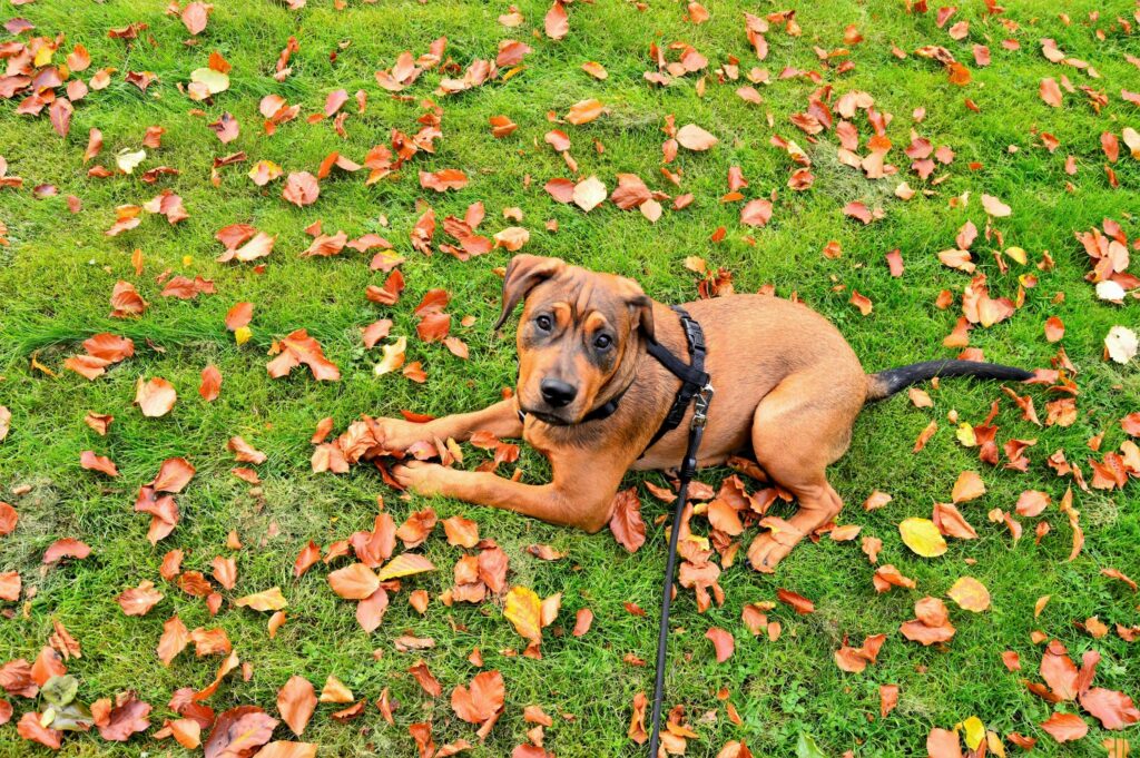 Dog Parks vs. Structured Play: What’s Better for Training?