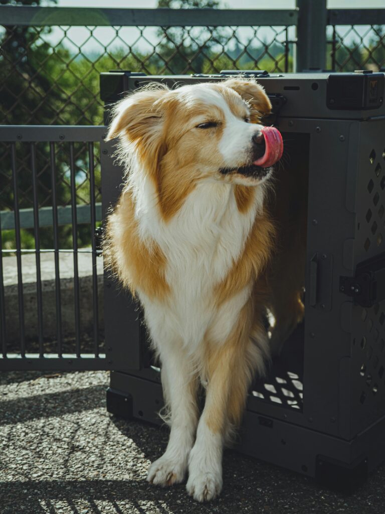 Crate Training 101: The Simple Positive Approach