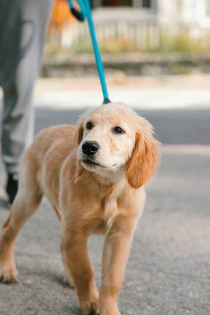 Obedience Training: A Powerful Lifelong Journey 