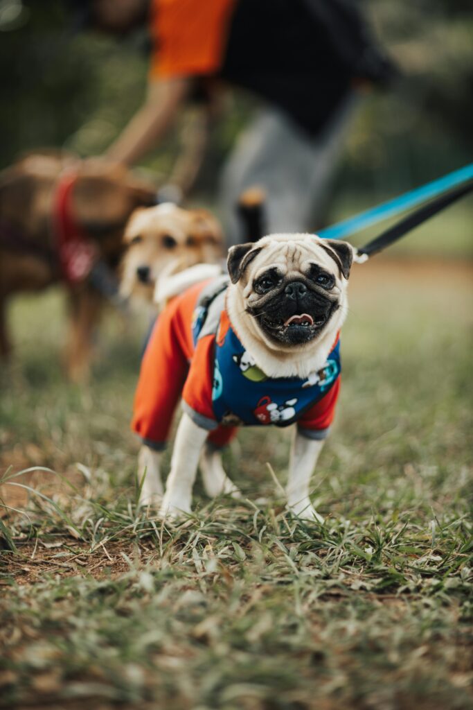 Leash Reactivity: Powerful Causes, Fixes, & Myths Explained