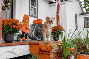 Spooky Halloween with Dogs: Fun Costumes, Candy, and Chaos