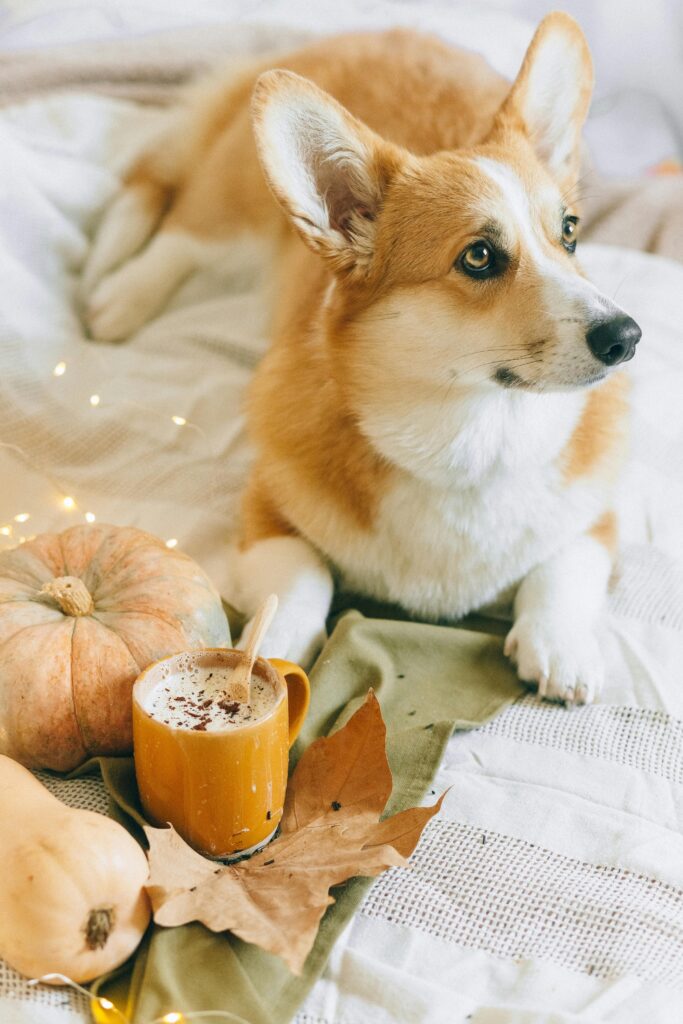 Spooky Halloween with Dogs: Fun Costumes, Candy, and Chaos 
