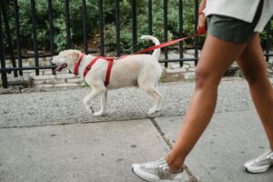 Leash Reactivity: Powerful Causes, Fixes, & Myths Explained