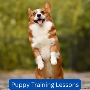 Puppy Training Lessons