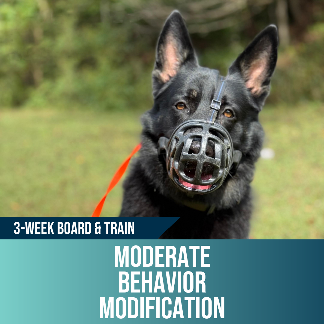 3-week moderate behavior modification board and train, Off Leash K9 Training West Virginia