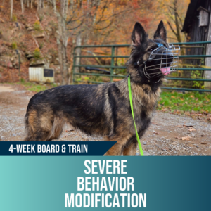 4-week severe behavior modification board and train, Off Leash K9 Training West Virginia